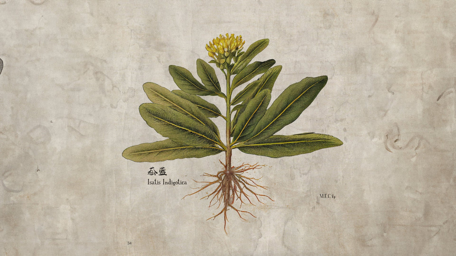 11 - Plants that Create AIZOME - AIZOME