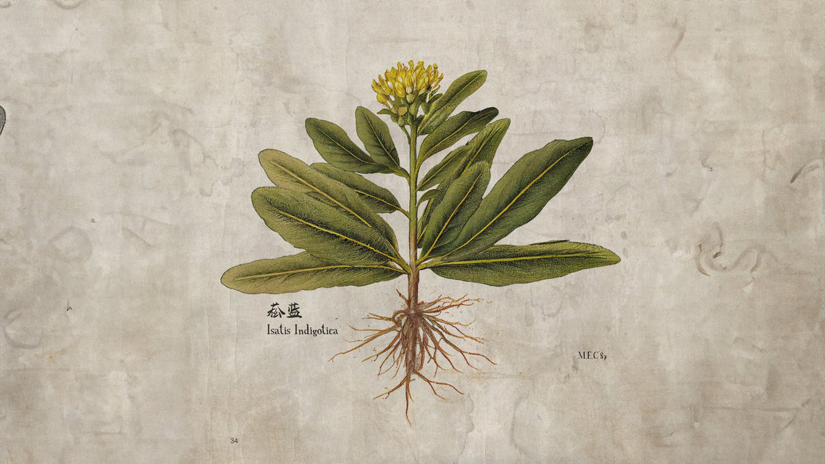 11 - Plants that Create AIZOME - AIZOME